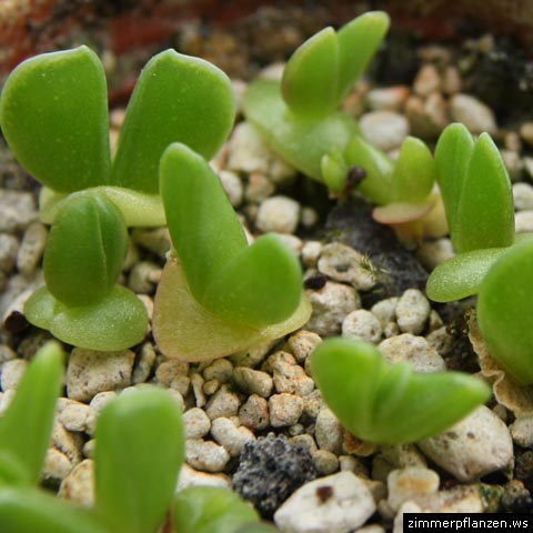 faucaria saemlinge faucaria saemlinge