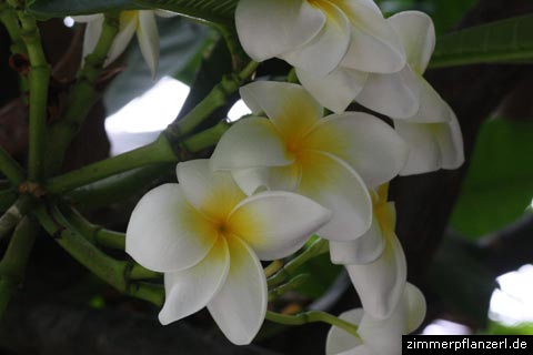 frangipani (plumeria alba)