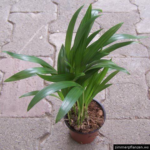 goldfruchtpalme dypsis lutescens