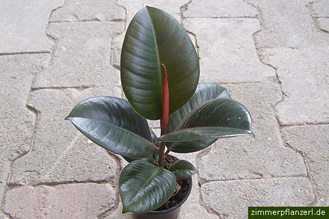gummibaum ficus elastica
