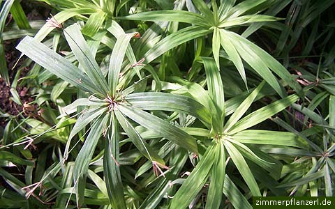 zypergras (cyperus diffusus)