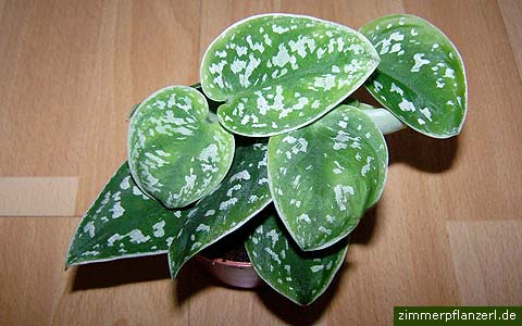 scindapsus-pictus.jpg