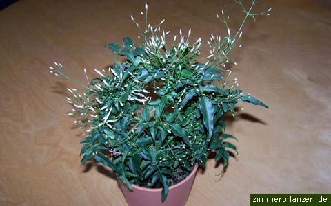 zimmer-jasmin (jasminum polyanthum)