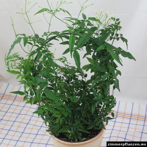 jasminum polyanthum