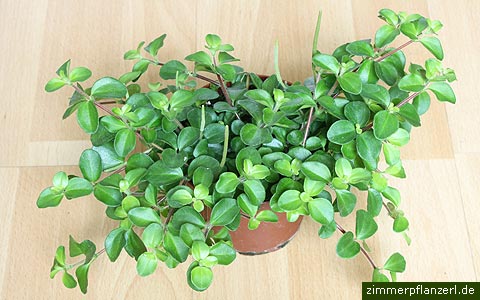 peperomia rotundifolia