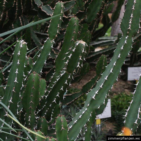 Euphorbia franckiana
