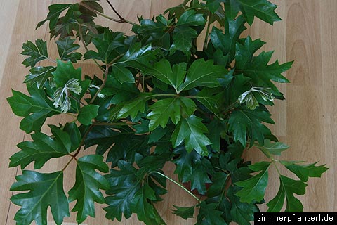 koenigswein cissus rhombifolia