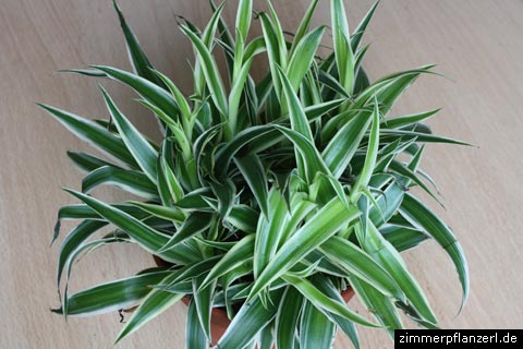 gruenlilie-chlorophytum-laxum