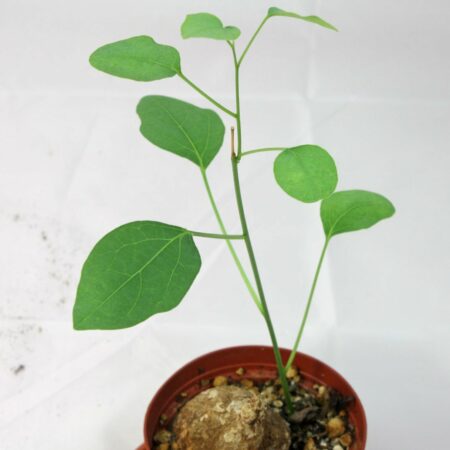 Adenia lanceolata