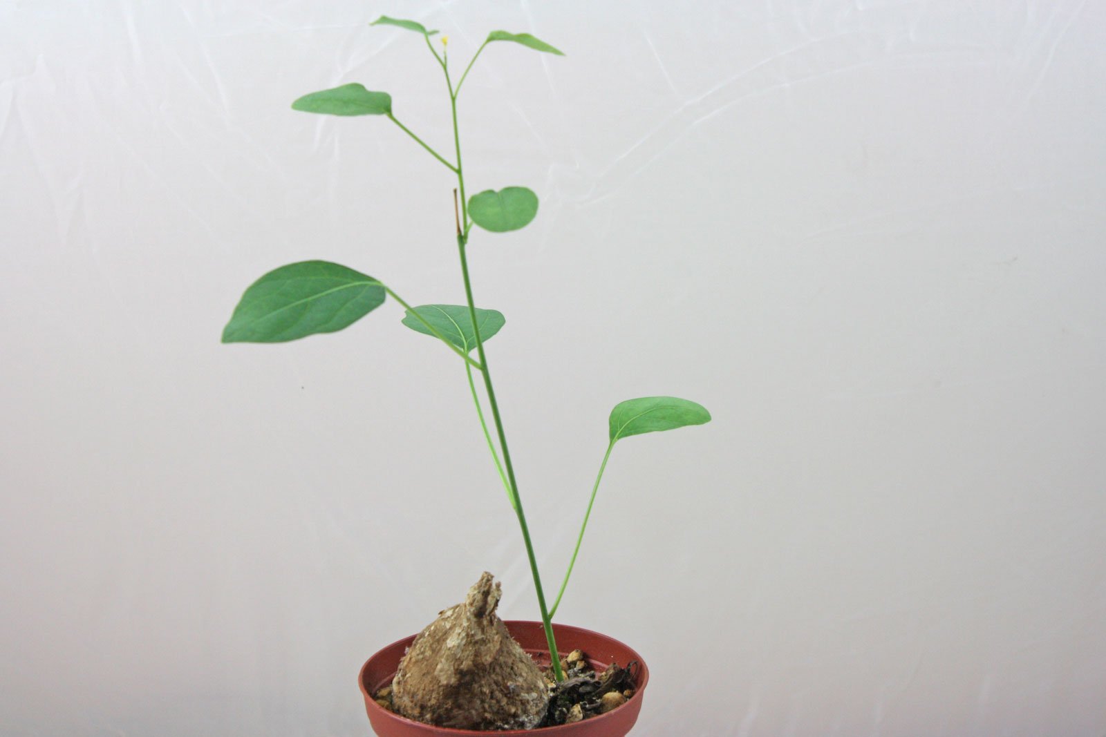 Adenia lanceolata