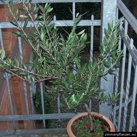 olivenbaum im kuebel