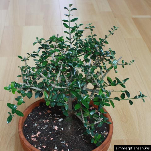 olivenbaum olea europea