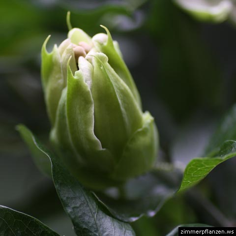 passionsblume