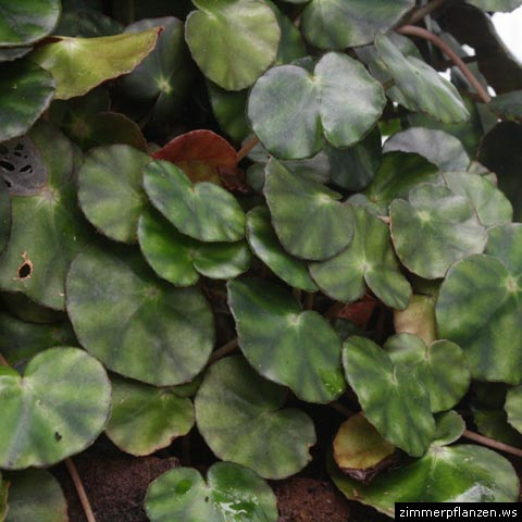 begonia hydrocotylifolia