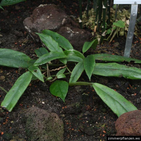 begonia longipetiolata
