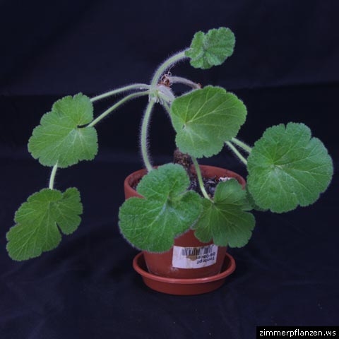erodium trifolium