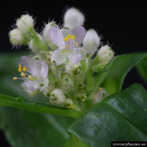 floscopa scandens blüten