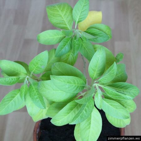 Grünpflanze zimmerpflanze - Die Auswahl unter allen analysierten Grünpflanze zimmerpflanze!