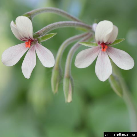 pelargonium quinquelobatum blüten