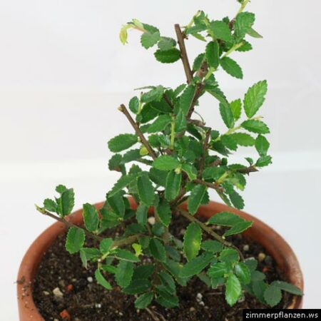 ulmus parvifolia