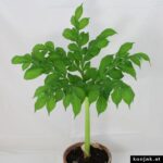 amorphophallus albus
