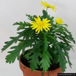 euryops chrysanthemoides