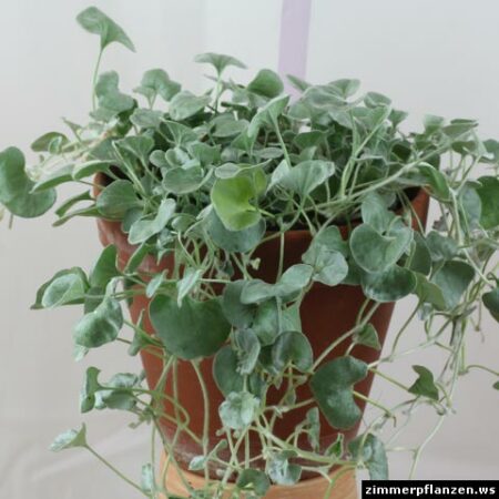 Grünpflanze zimmerpflanze - Der Testsieger unserer Tester