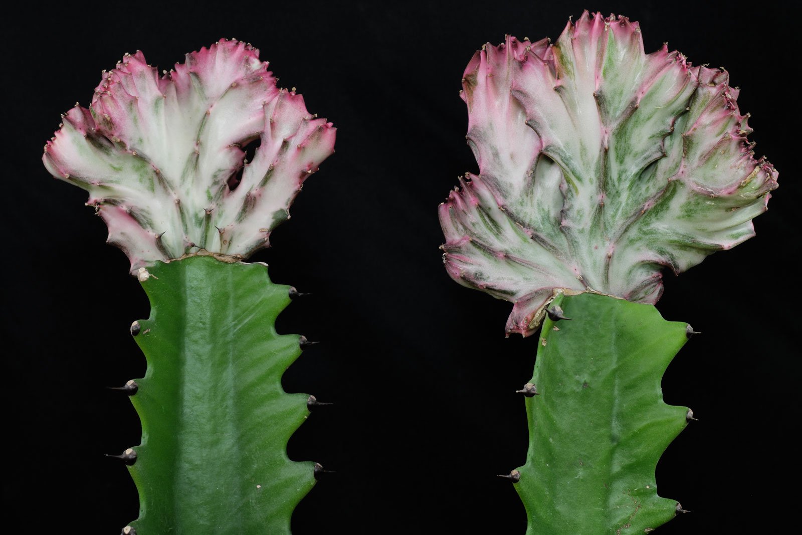 Euphorbia lactea Cristata