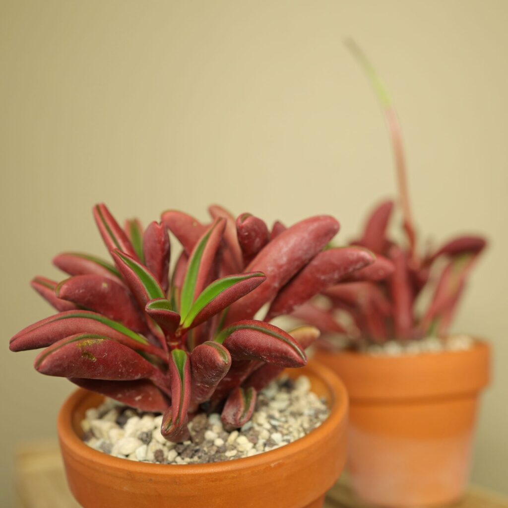 Peperomia sp. (Zierpfeffer)