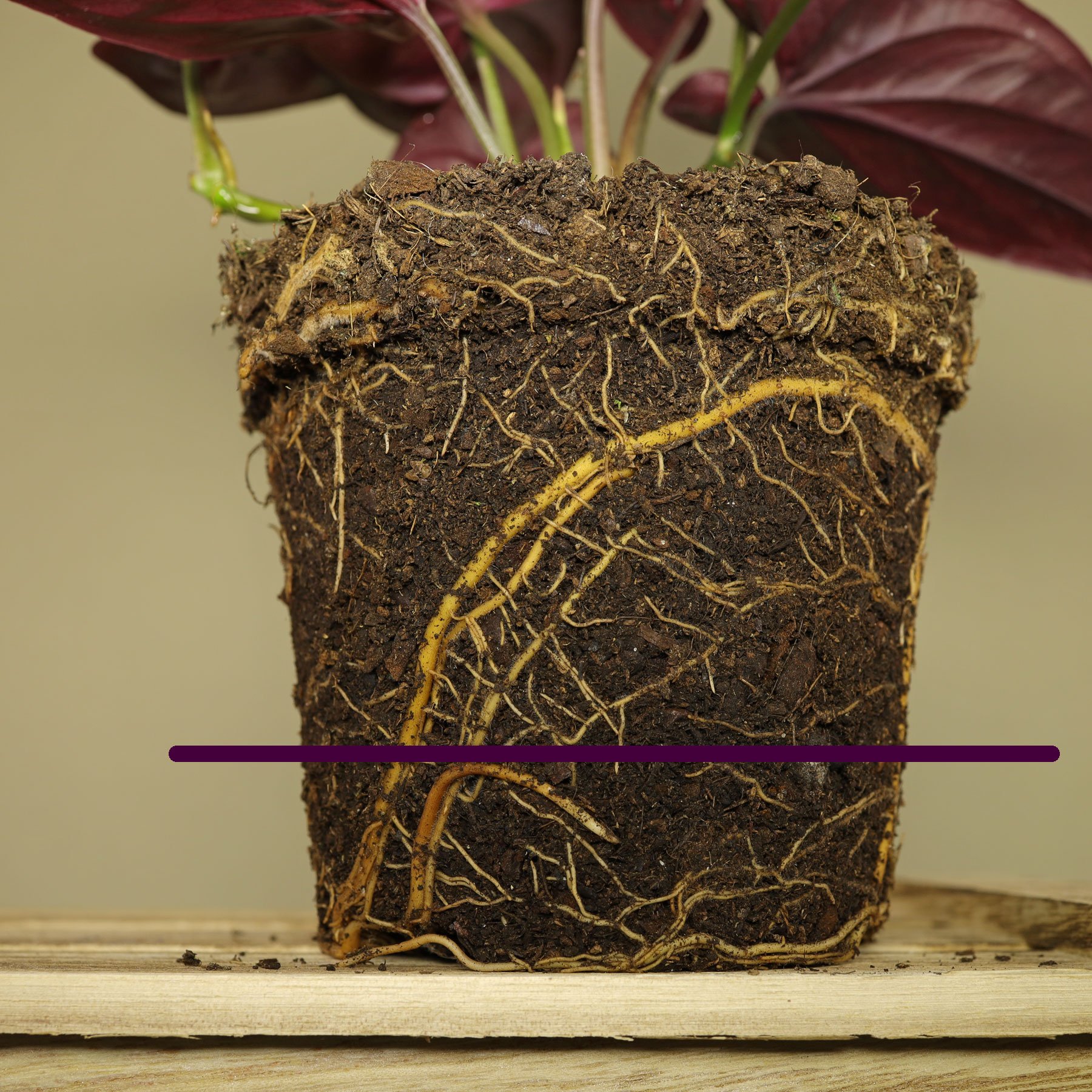 Syngonium erythrophyllum gießen