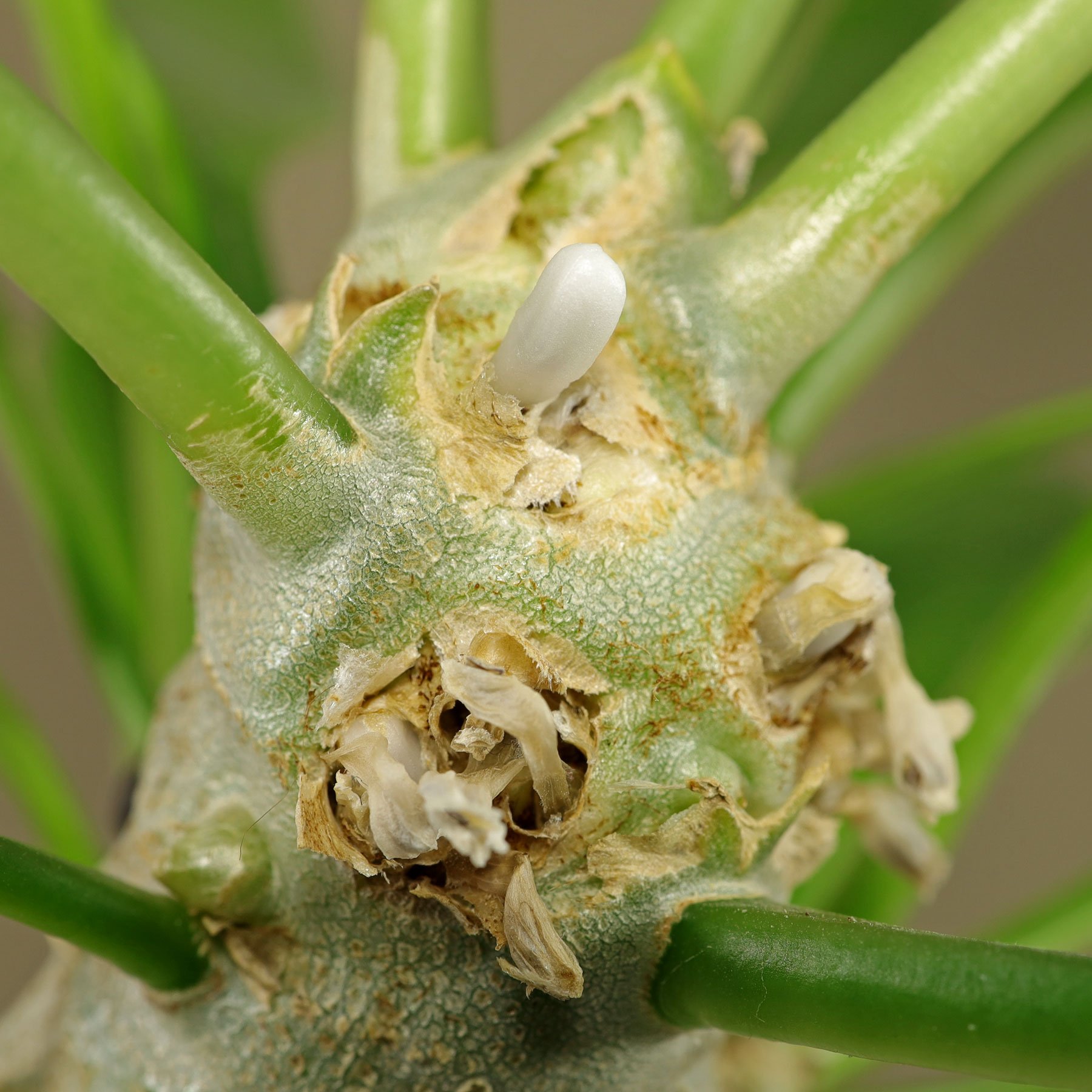 Ameisenpflanze mit geschlossener Blüte