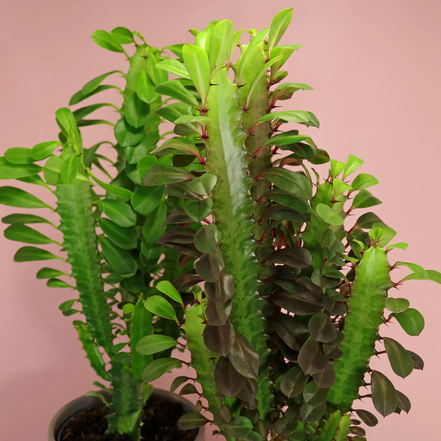 Euphorbia trigona Dreikantige Wolfsmilch