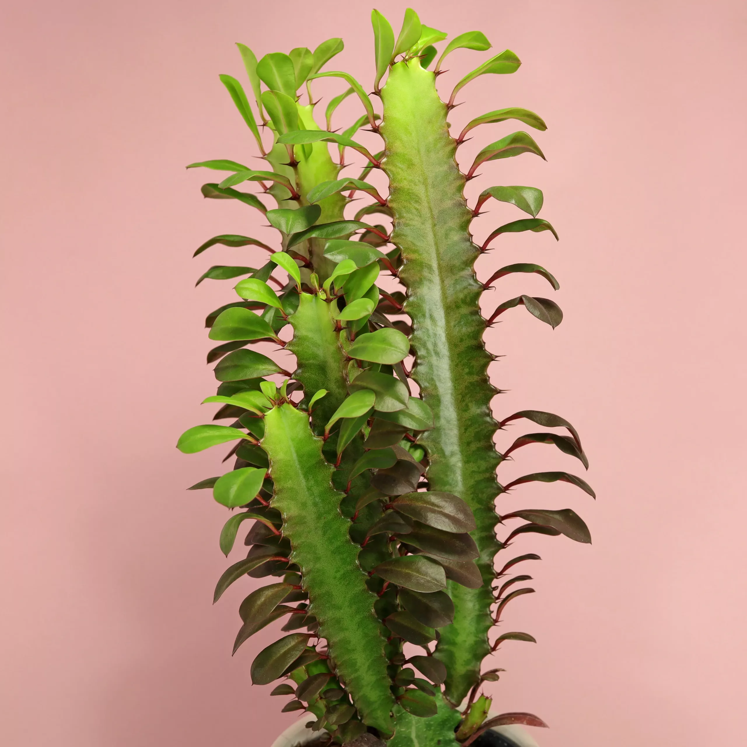rubra dreikantige Säulenwolfsmilch exotische Zimmerpflanze Euphorbia trigona f 