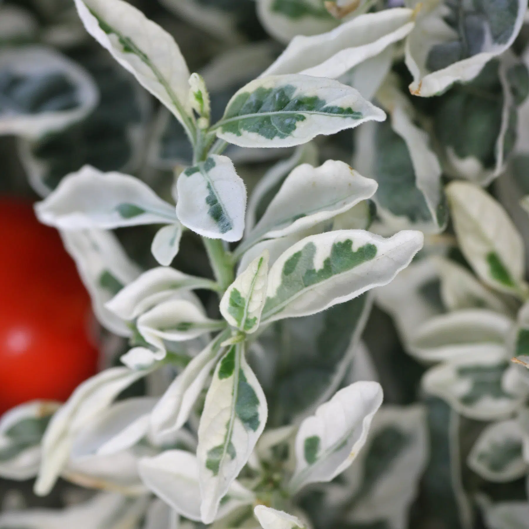 Solanum pseudocapsicum Variegata