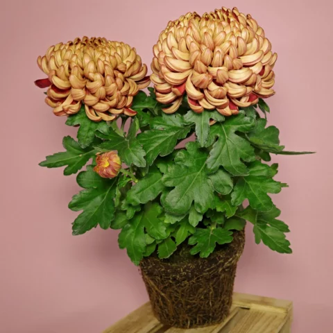 Deko-Chrysantheme Chrysanthemum morifolium