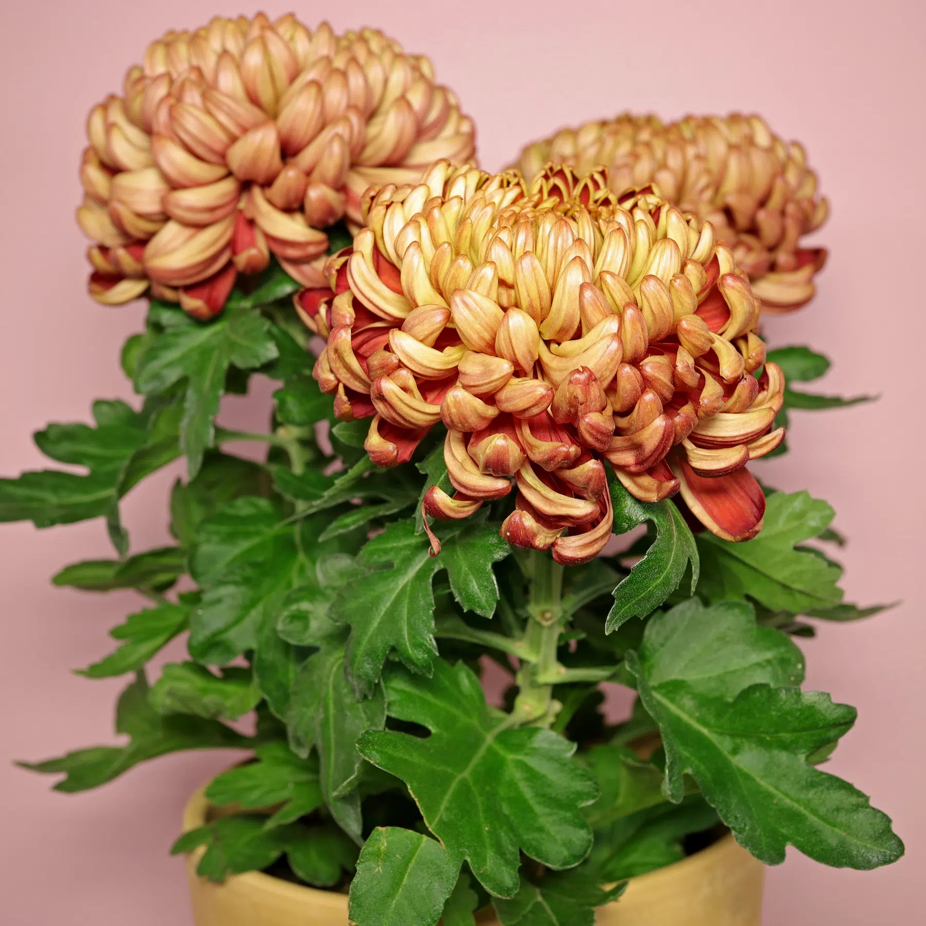 Deko-Chrysantheme braun