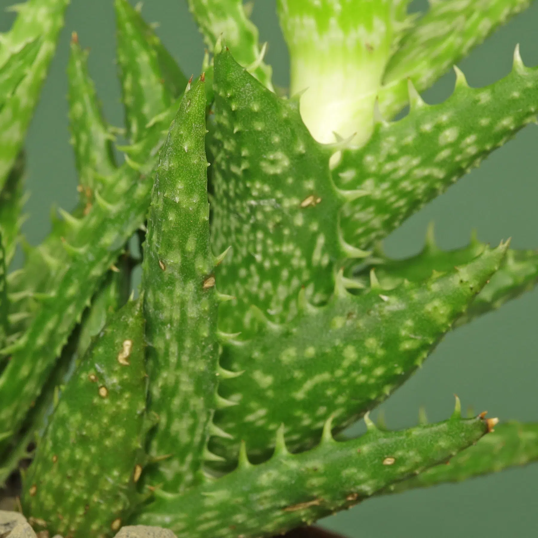 Aloe juvenna Blätter
