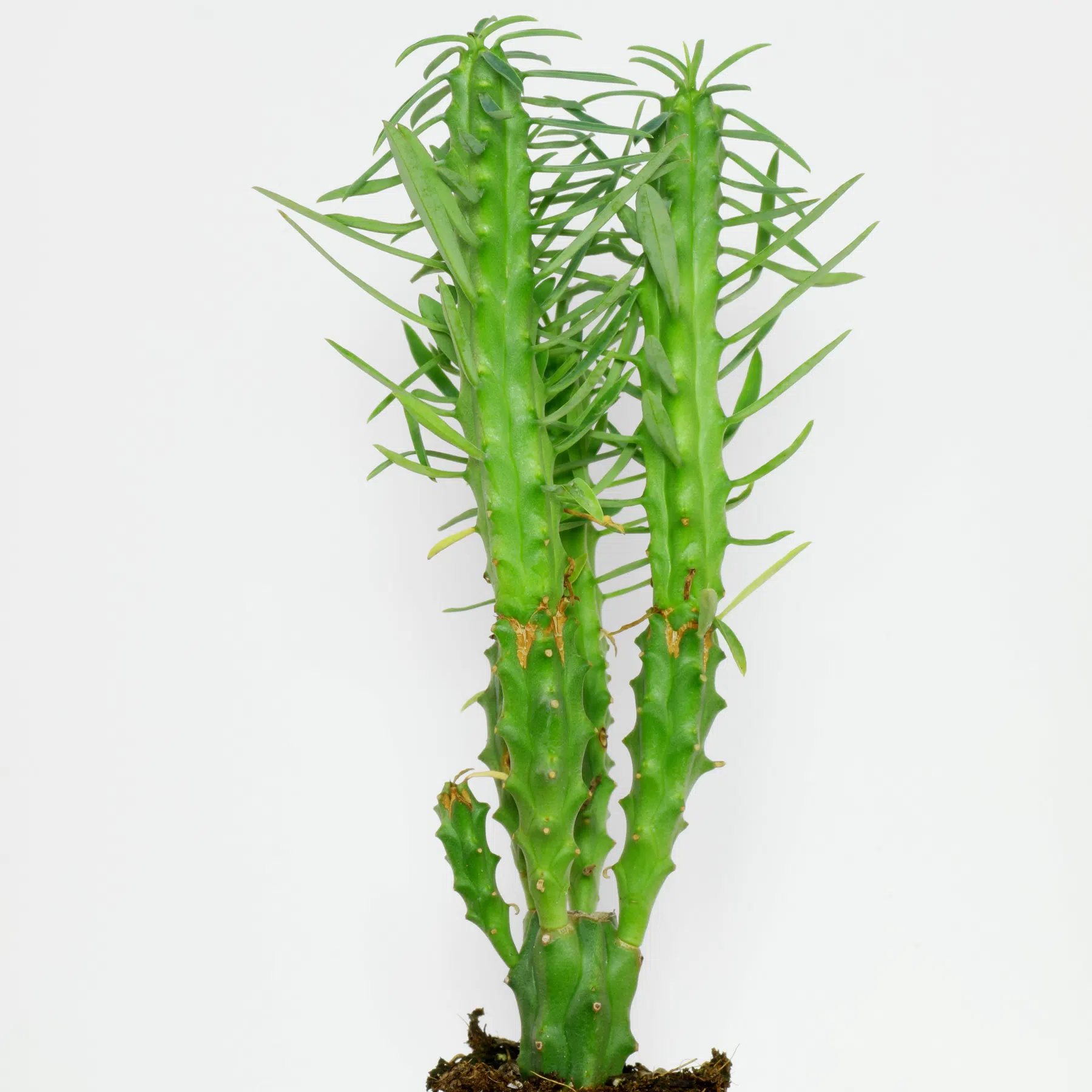Euphorbia loricata