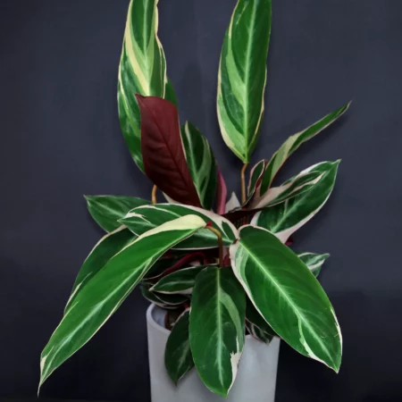 Grünpflanze zimmerpflanze - Die besten Grünpflanze zimmerpflanze ausführlich analysiert!