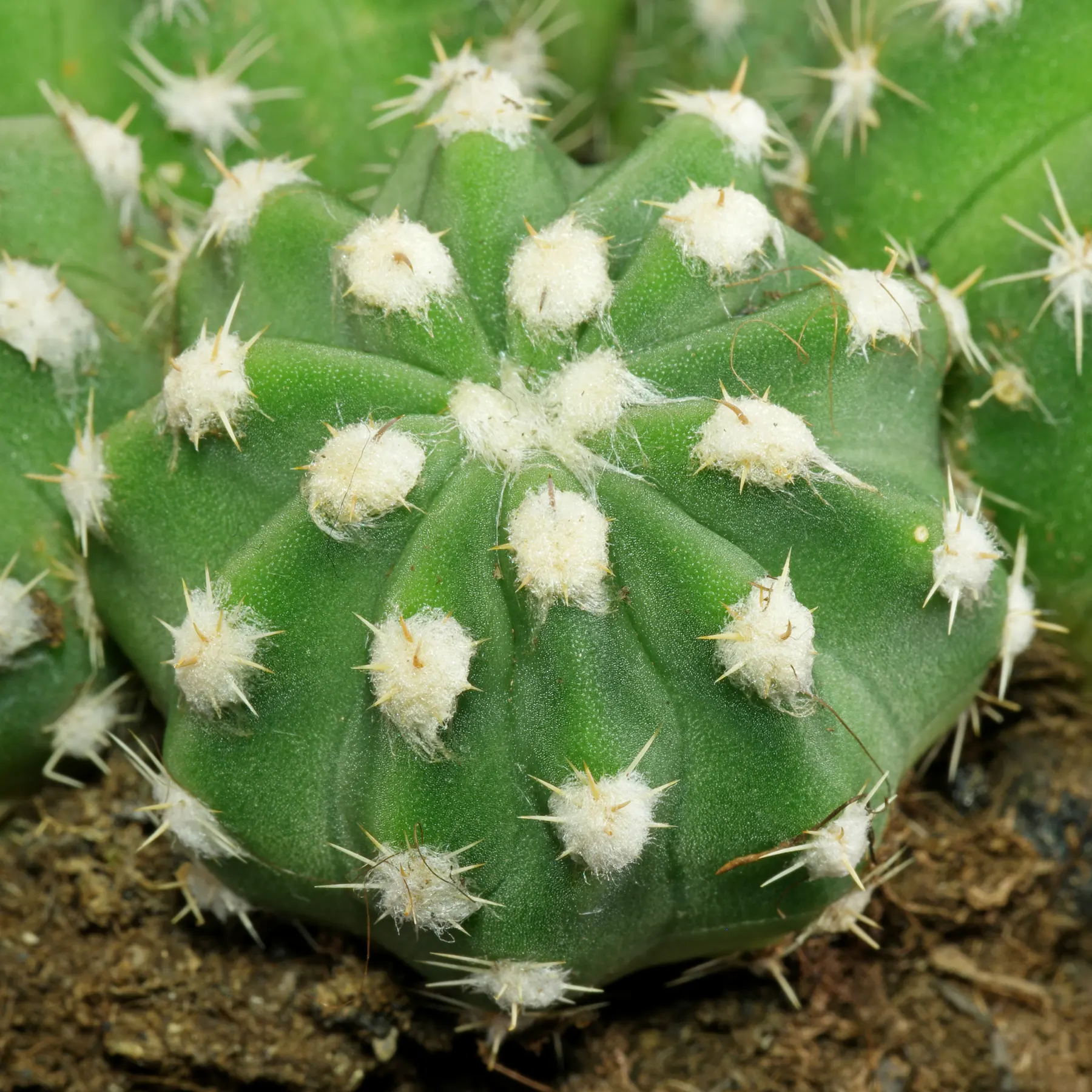 Echinopsis Fuzzy Navel