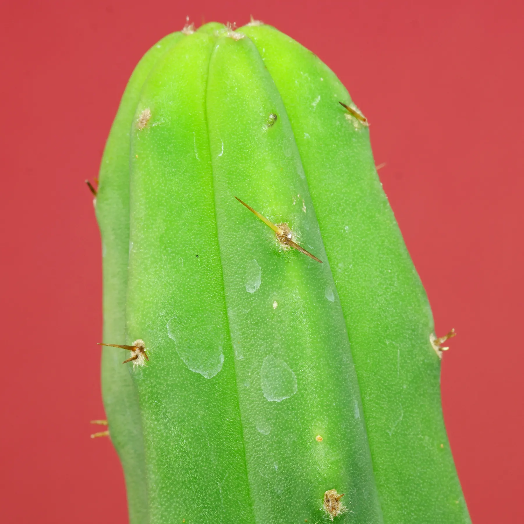 Echinopsis Trichocereus pachanoi