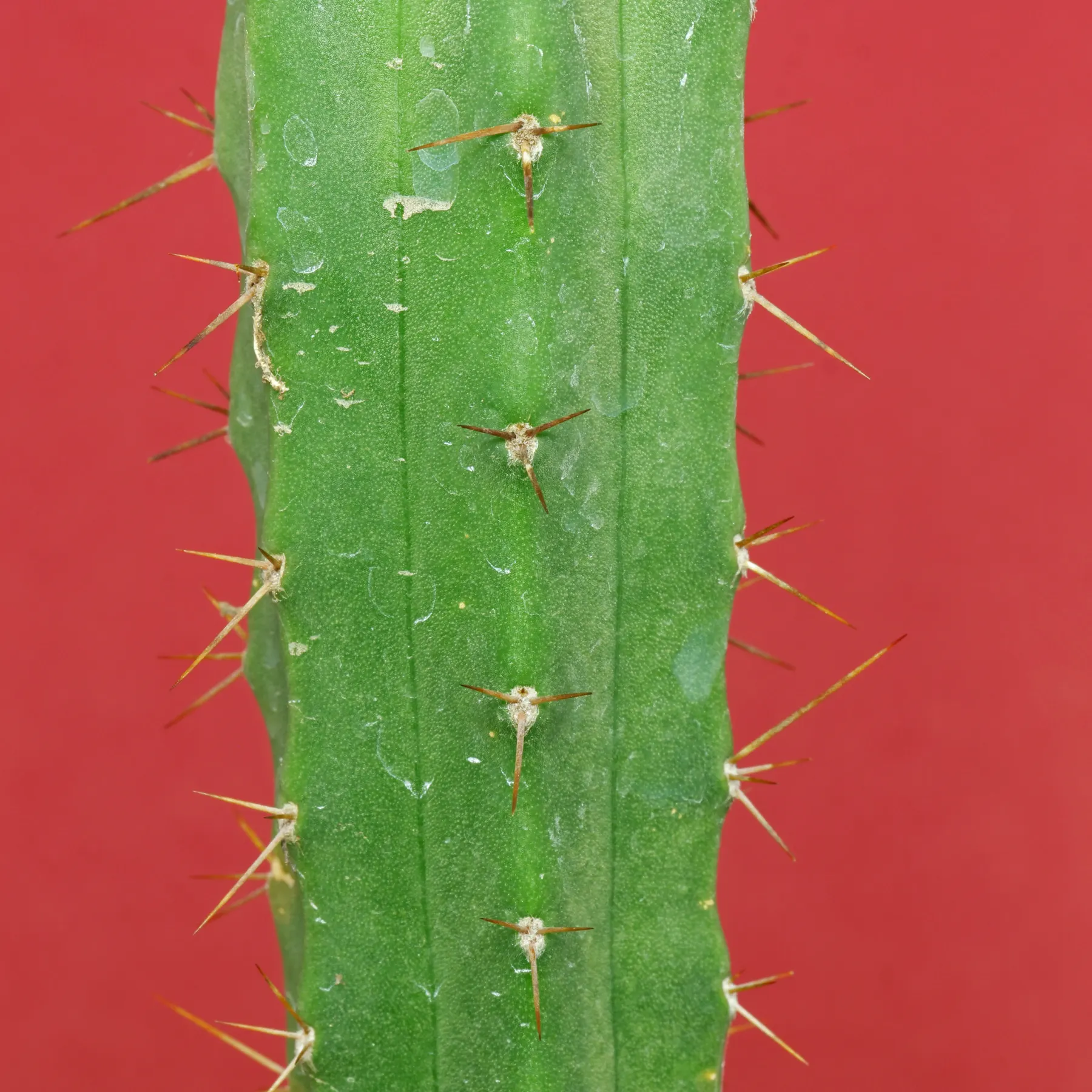 San Pedro Kaktus Areolen und Dornen