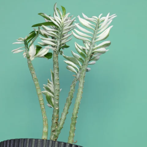 Euphorbia tithymaloides Variegata