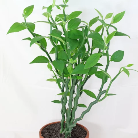 Teufelsrückgrat Euphorbia tithymaloides