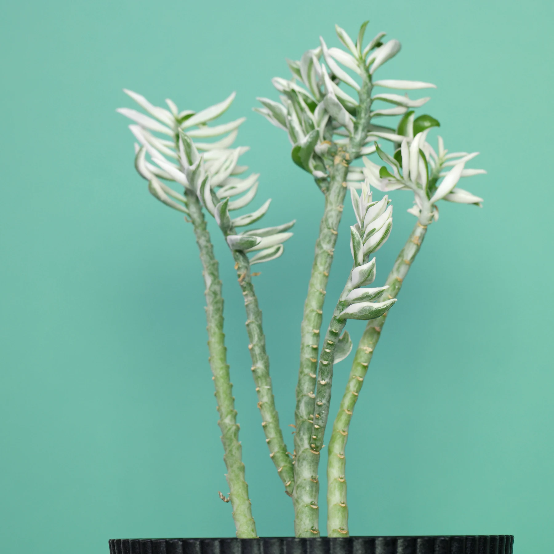 Teufelsrückgrat Euphorbia tithymaloides Variegata