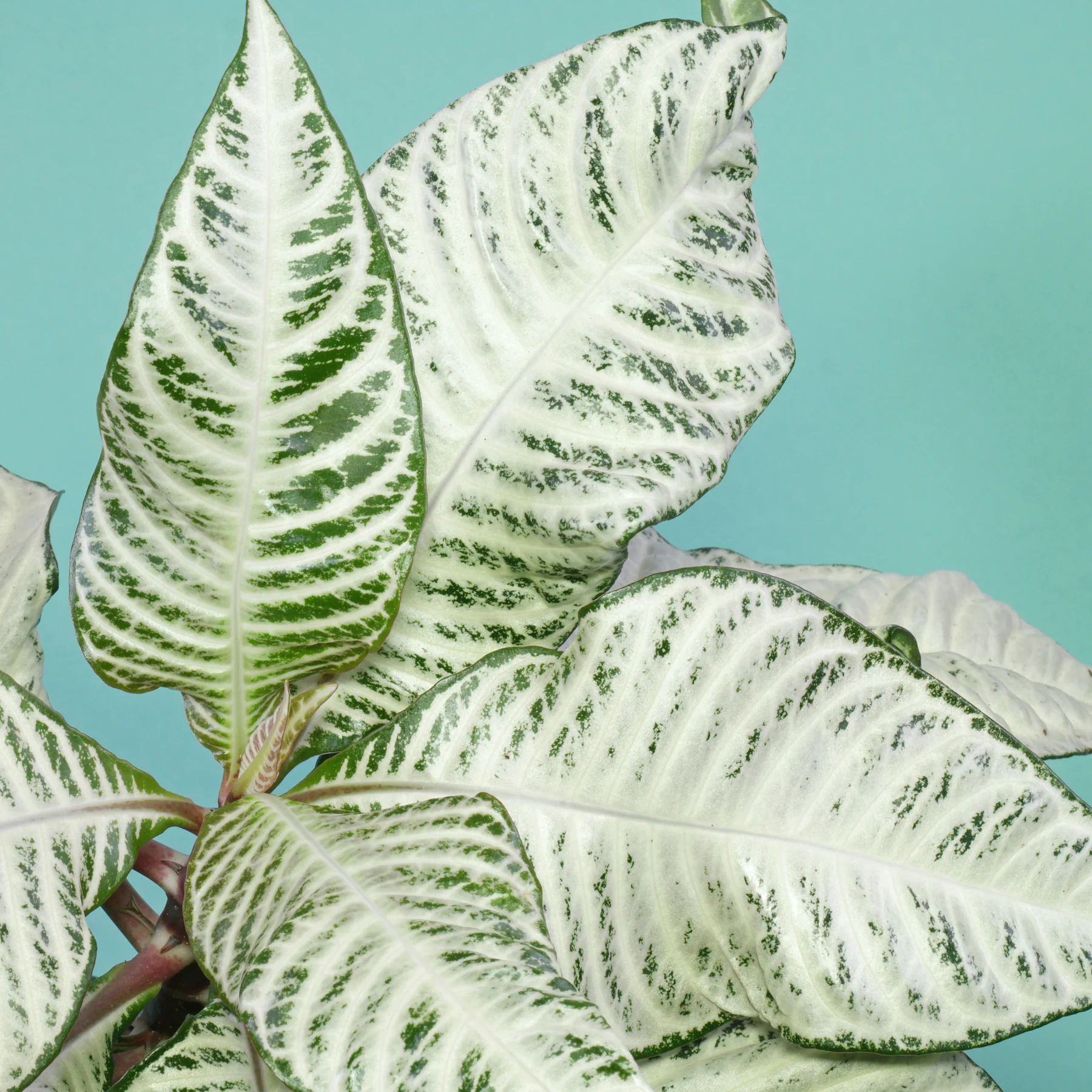 Aphelandra White Wash grüne Blätter