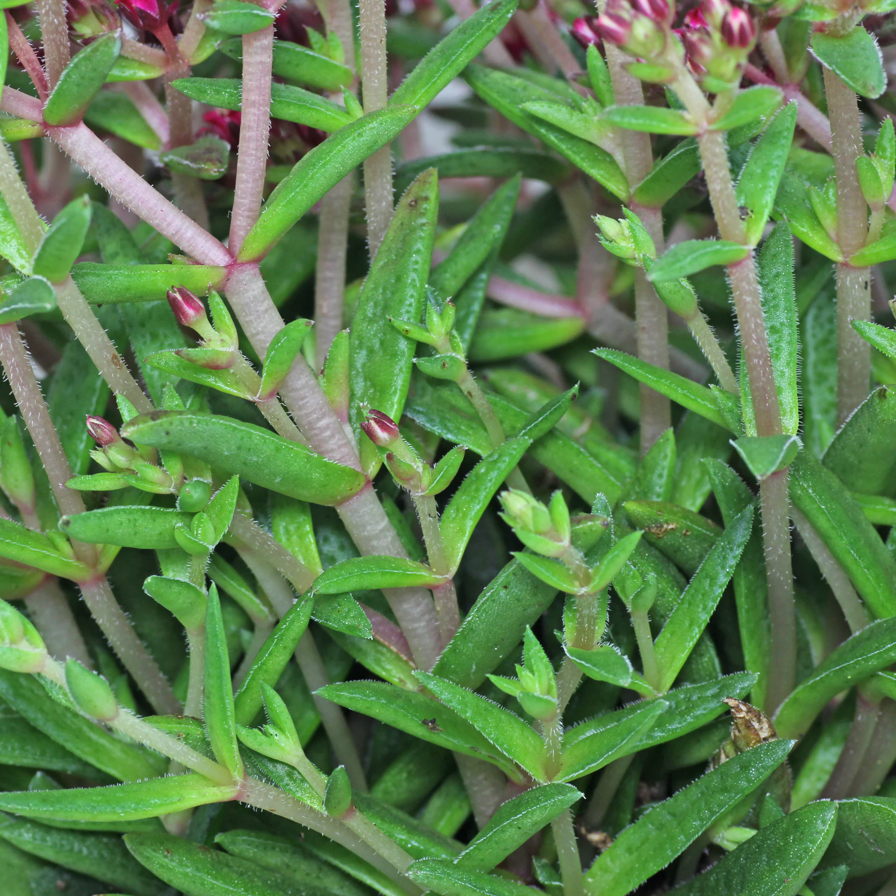 Crassula exilis ssp. schmidtii Blätter