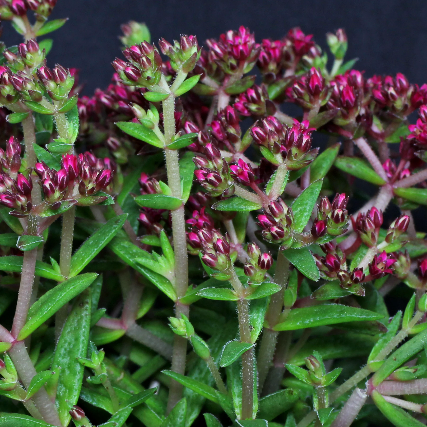 Crassula exilis ssp. schmidtii Blüten