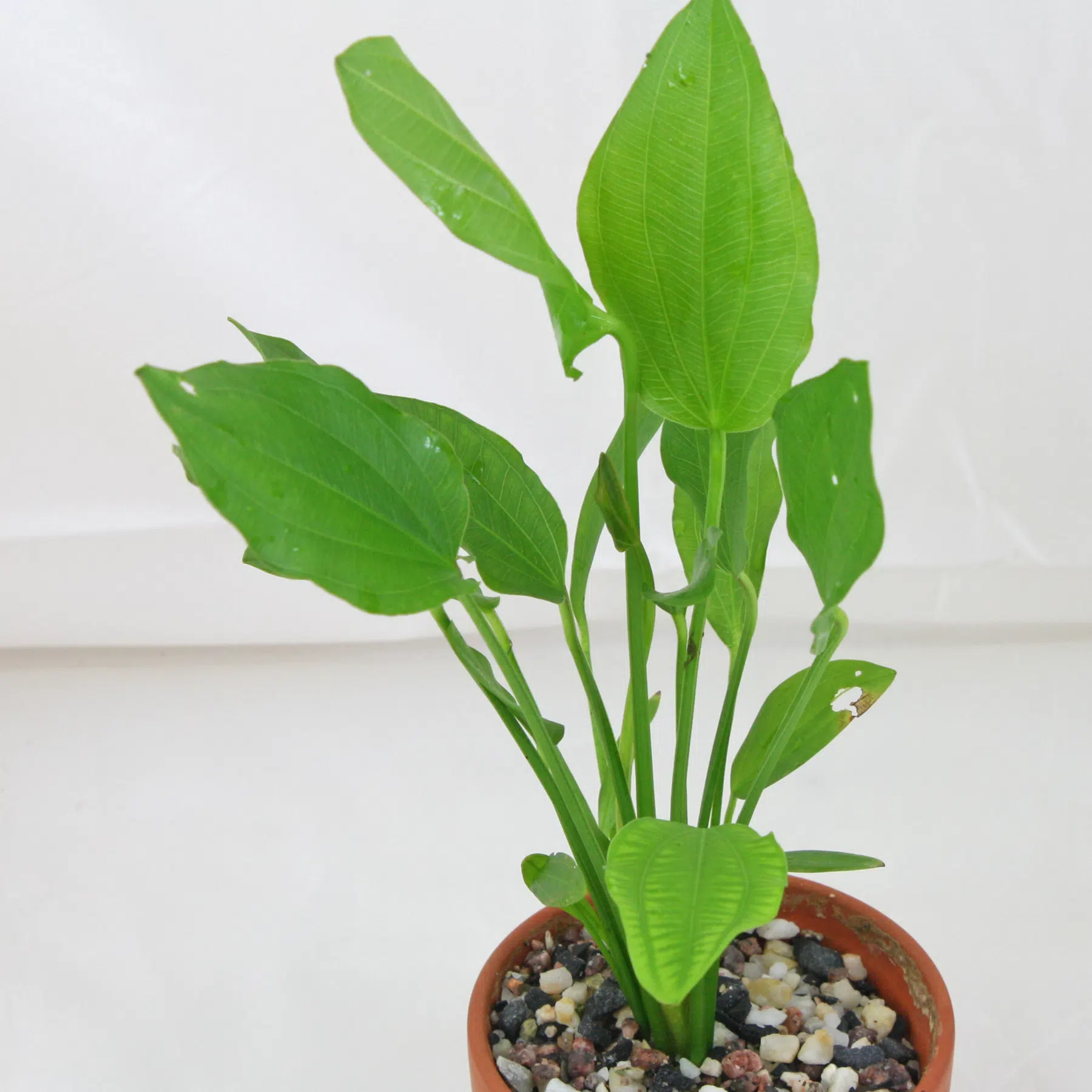 Schwertpflanze Echinodorus grandiflorus