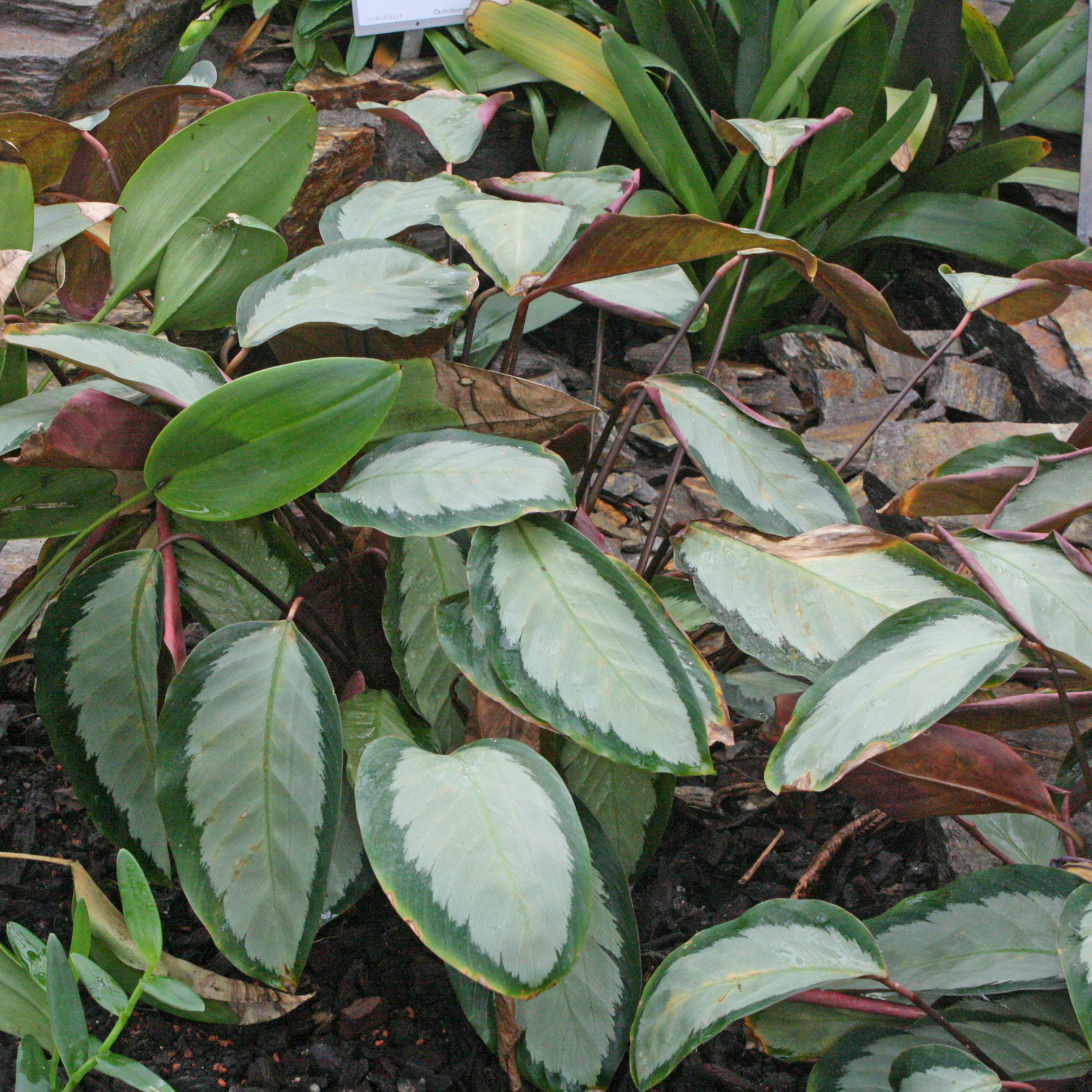 Calathea braune Blätter